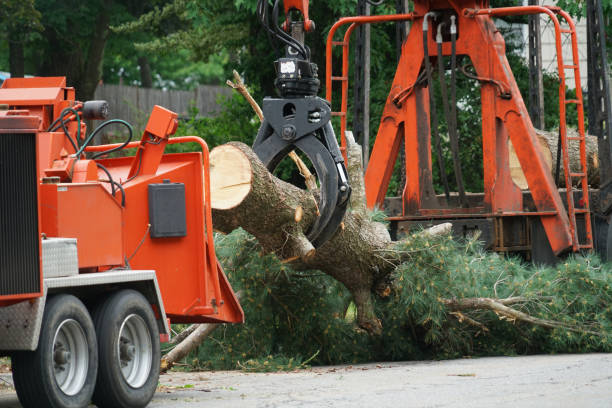 Large Tree Removal in Jacksonville, NC